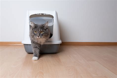 The 8 Best Cat Litter Boxes Of 2022