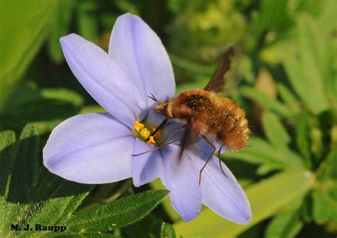 Ground Nesting Bees Beware Of The Bee Fly Bombyliidae — Bug Of The Week