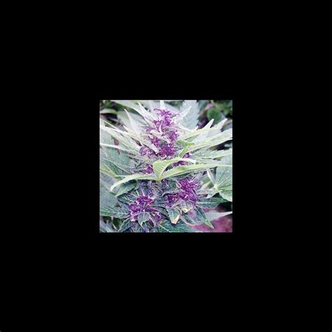 Cbd Purple Kush Auto 301 Seeds66 990