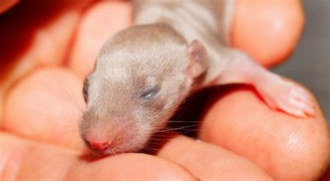Baby Rat Care 6 Basics To Know When Caring For Newborns Animallama