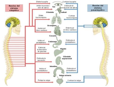 Sistema Nervioso Autónomo Fisiología