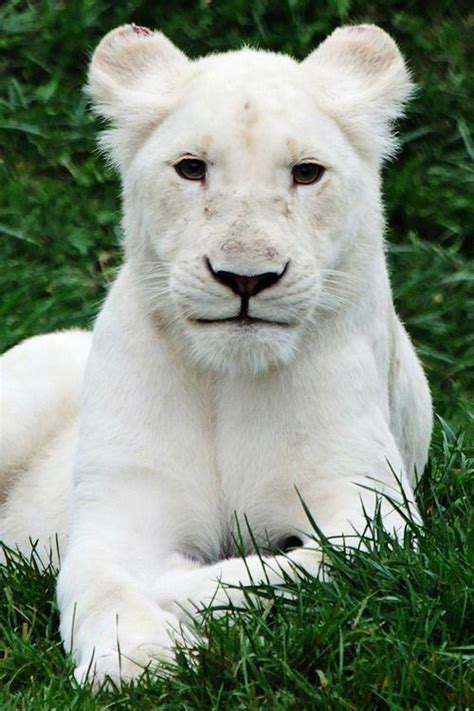 Pin By Hunny Adam On Wildlife Animals Animals Beautiful Albino