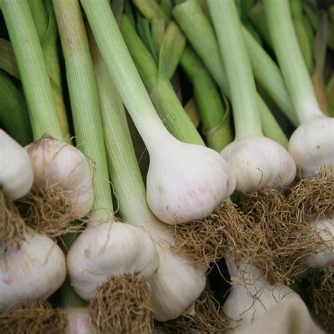 Buy Garlic Softneck Bulb Garlic Solent Wight £399 Delivery By Crocus