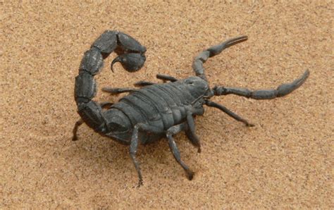 Emperor Scorpion The Worlds Largest Scorpion Are They On The Brink