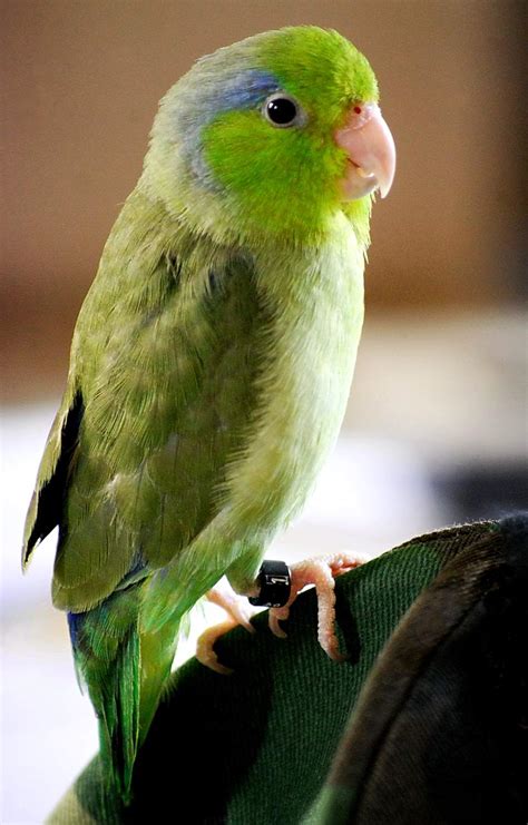 The Most Popular Small Bird Species