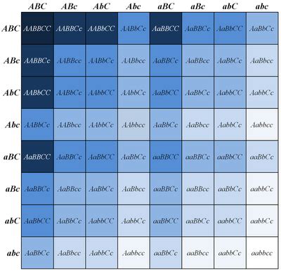 How do you do punnett square? Hereditario y genetica - Ciencia Global