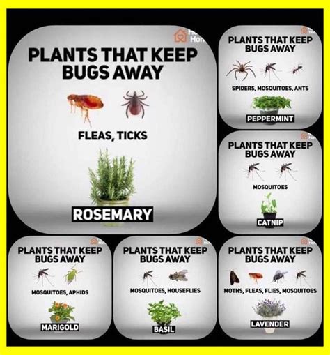 Plants That Keep Bugs Away Natural Plant Pesticide Organic