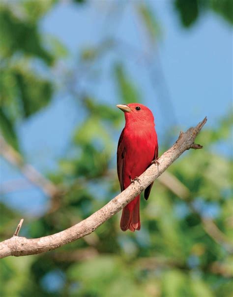 Tanager Description Species And Facts Britannica