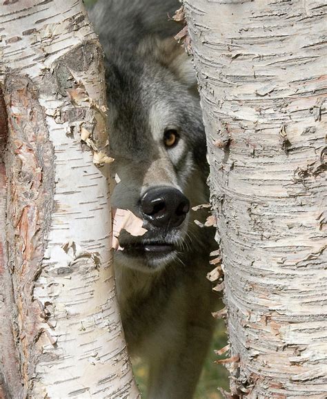 Wolf Behind Aspen Photograph By Rob Palmer Fine Art America