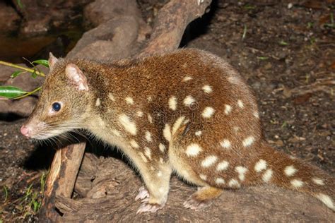 Spotted Tail Quoll Stock Photo Image Of Marsupial Close 252470760