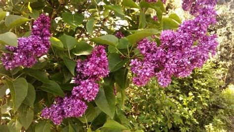 Lilac An Edible And Medicinal Treat The Practical Herbalist