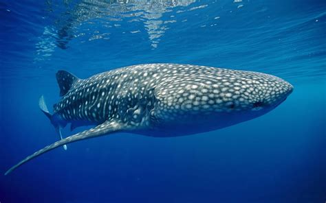 10 Whale Shark Hd Wallpapers And Backgrounds