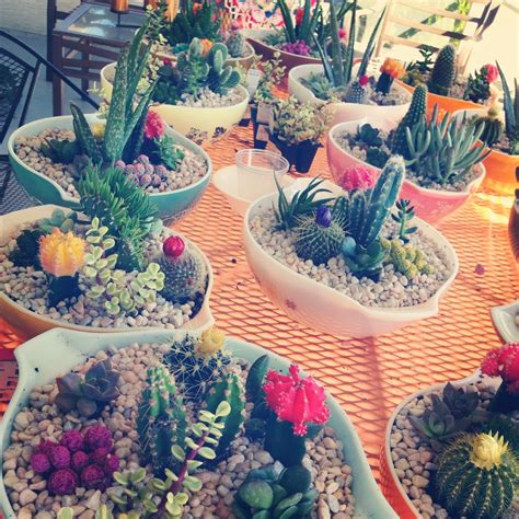 Diy Cacti Centerpieces Maybe For A Desert Wedding Eventos