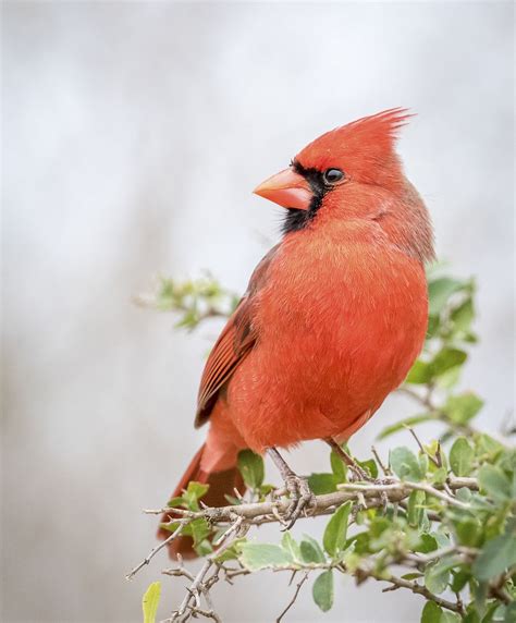 Northern Cardinal Bird In Texas Free Photo Rawpixel