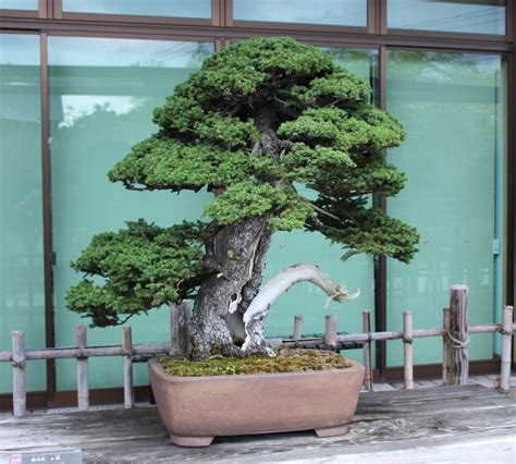 One Of The Most Important Bonsai Trees In The Collection