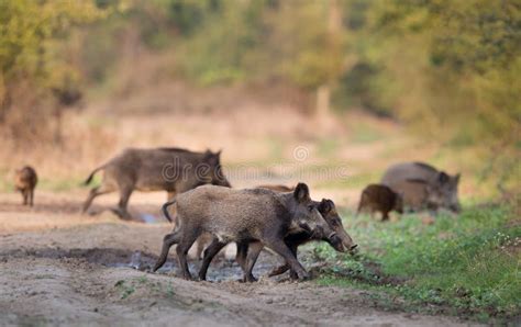 Group Of Wild Boars In Forest Stock Image Image Of Boar Playfull