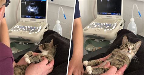 Cat Finds Out She’s Pregnant — And Her Reaction Is Priceless