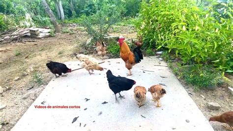 Gallos Pisando Gallinas Gallina Volando Youtube