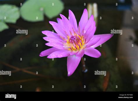 Pink Color Lotus Blossom Reveals Yellow Pollen With Natural Green
