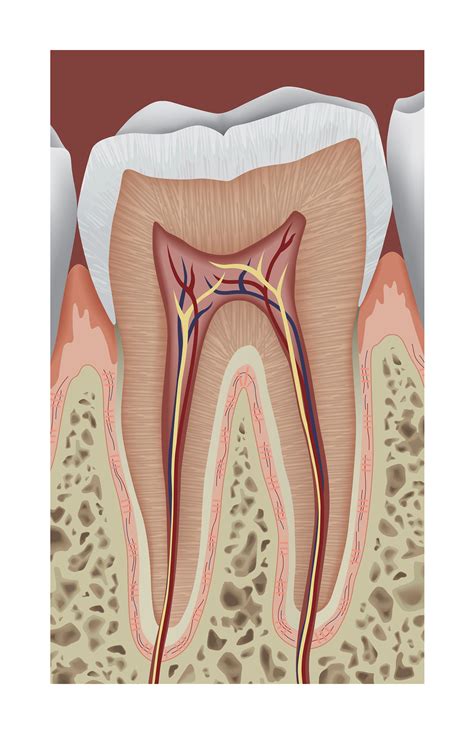Tooth Anatomy Poster On Behance