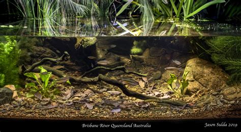 Biotope Aquarium Colleges Crossing Brisbane River Queensland Australia