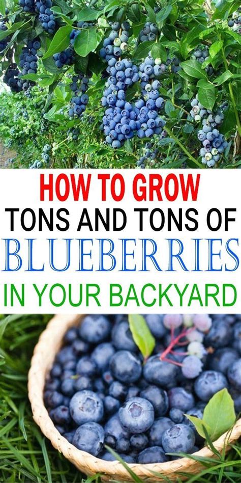 How To Grow Blueberries 1000 In 2020 Blueberry Gardening Blueberry