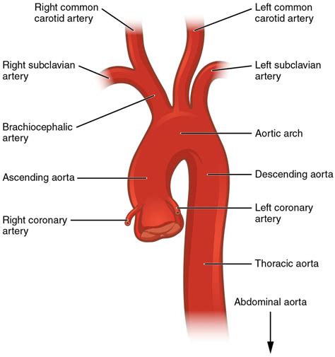 Arteries Anatomy Physiology Human Anatomy And Physiology