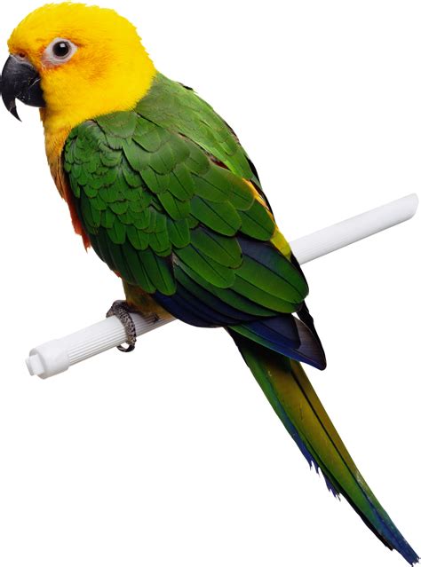 Thousands of new png image resources are added every day. Indian parrot Png images free download