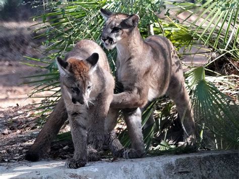 Florida Panther Kitten By Larry Allan Ph