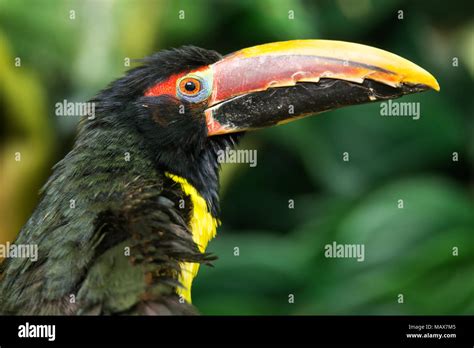 Portrait Of Green Aracari Pteroglossus Viridis Stock Photo Alamy