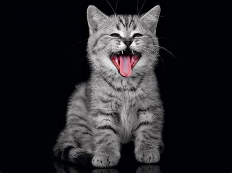 Cute Gray Kitten Wallpaper Hd For Desktop