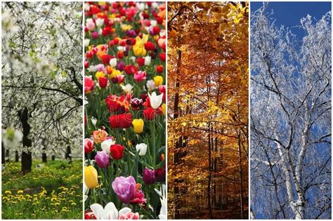 Four Seasons Collage Of Nature Pictures Representing The Four Seasons