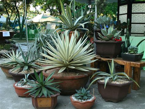 How To Grow And Care For Agave World Of Succulents