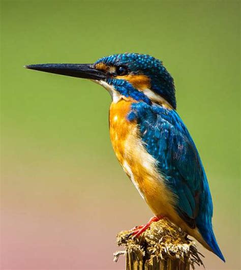 Common Kingfisher Birds Of India Bird World