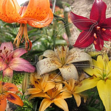 Lily Seeds Color Mix 30 Asiatic Flower Seeds Lilium Etsy