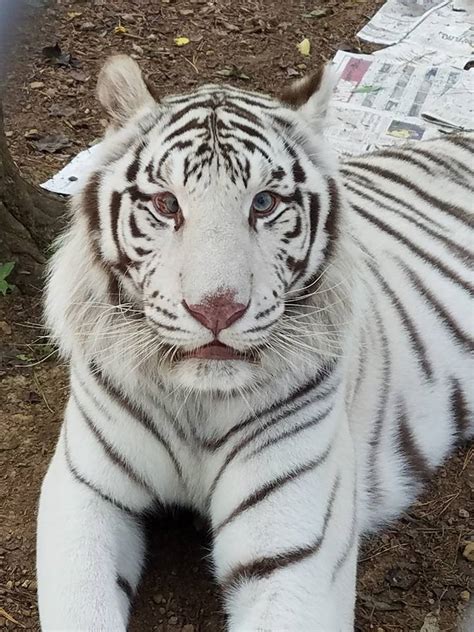 Saber Tiger Carolina Tiger Rescue