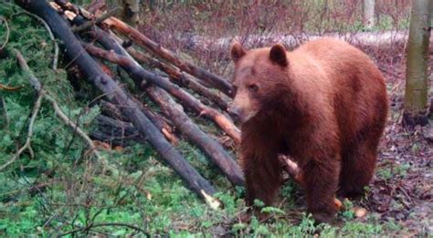 Utah Dwr Offers Tips For Avoiding Bear Encounters Gephardt Daily