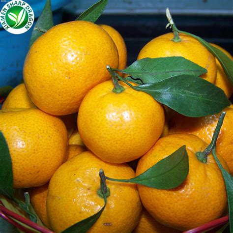 Wholesale Frozen Fresh Mandarin Orange Buy Mandarin Orangemandarin