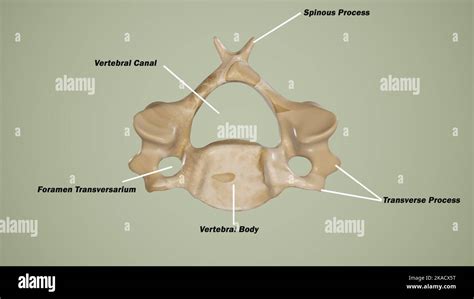 Cervical Spinemain Features Of Typical Cervical Vertebraesuperior