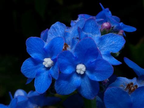 Tiny Blue Flowers Saturday Morning I Found These Small Th Flickr