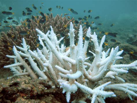 Coral reefs are large underwater structures composed of the skeletons of colonial marine invertebrates called coral. What Is the Future of Coral Reefs in Warming Ocean Waters ...