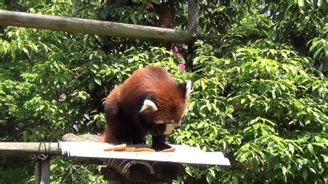 レッサーパンダのタンタン Tantan The Red Panda In Ishikawa Zoo Youtube