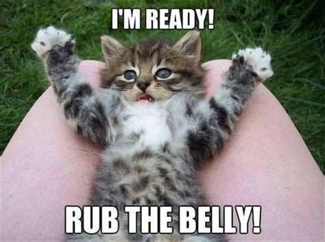 Funny Kitten Rub My Belly Dump A Day