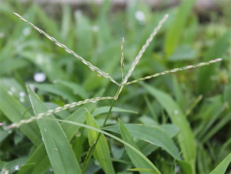 Crabgrass