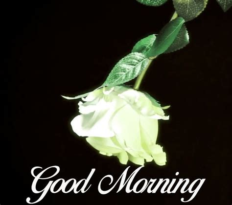 Flowers good morning images pics pictures download. good morning white rose in 2020 | Morning images, Morning ...