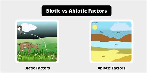 Difference Between Biotic And Abiotic Factors Biotic Vs Abiotic Factors