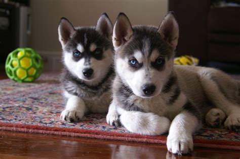 We have found some awesome pics. Siberian husky puppies 8 weeks old | Slough, Berkshire | Pets4Homes