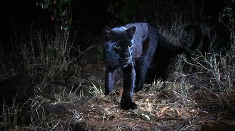 Rare Black Leopard Captured In Kenya Camera Trap Photos World News Sky News