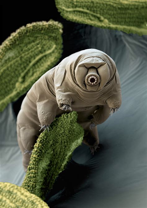 The Tardigrade Microscopic Indestructible “water Bears” Thurstontalk