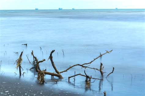 Drift Wood Branch On The Beach Of Semarang Indonesia Stock Image